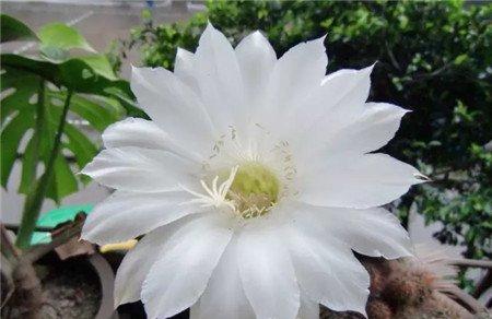 仙人掌开花