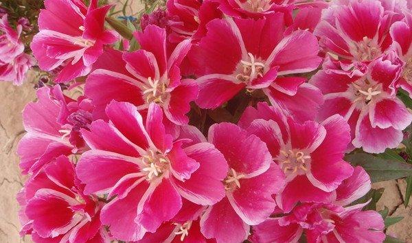 送春花的养殖方法和注意事项 送春花的养殖方法和注意事项