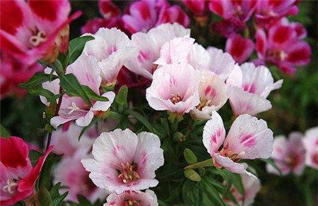 送春花的养殖注意事项 送春花的养殖注意事项