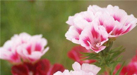 送春花的养殖方法 送春花的养殖方法