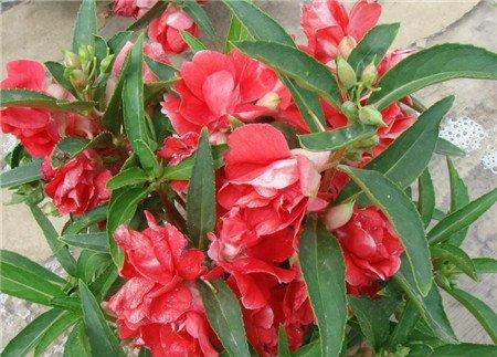 茶花凤仙的养殖方法 茶花凤仙的养殖方法