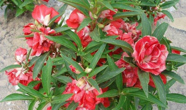茶花凤仙的养殖方法和注意事项