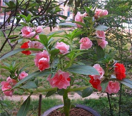 茶花凤仙的养殖注意事项 茶花凤仙的养殖注意事项