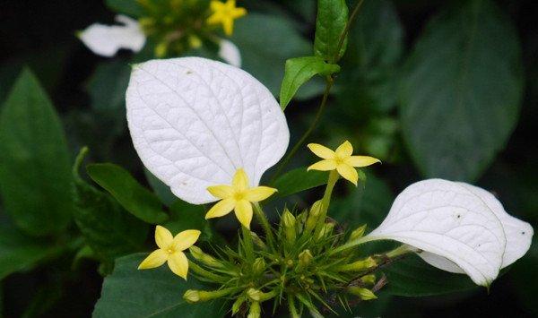 玉叶金花的养殖方法和注意事项
