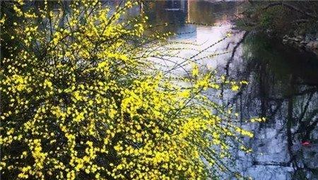 迎春花 迎春花