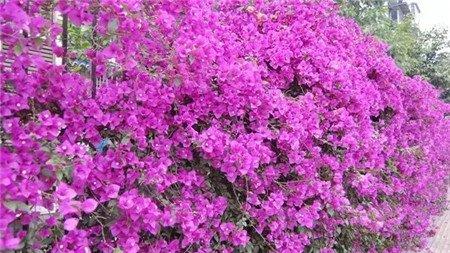 三角梅 三角梅