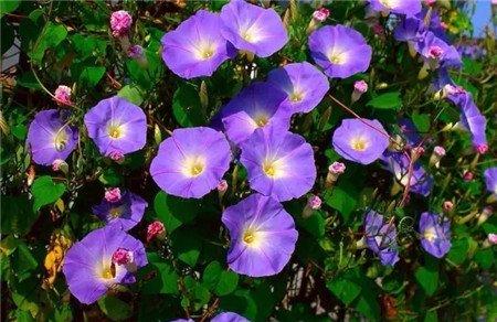 牵牛花 牵牛花