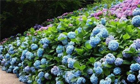 绣球 绣球