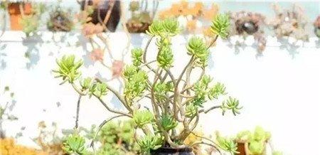 被闷死 被闷死