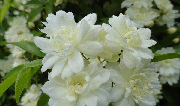 木香花的养殖方法和注意事项