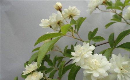 木香花的养殖注意事项 木香花的养殖注意事项