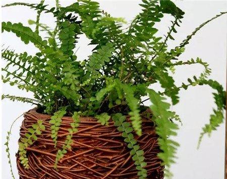 7月 7月