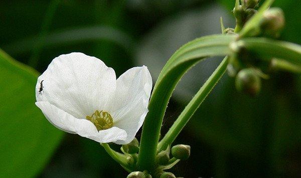 茨菰的养殖方法和注意事项