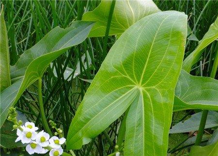 茨菰的养殖注意事项