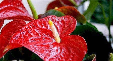 红掌的花语