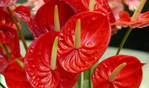 红掌的花语是什么