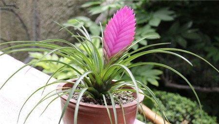 铁兰花