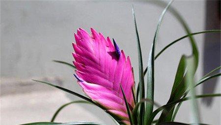 铁兰花