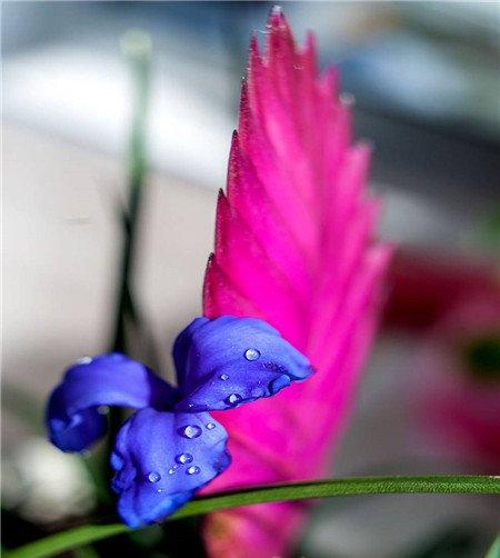 铁兰花