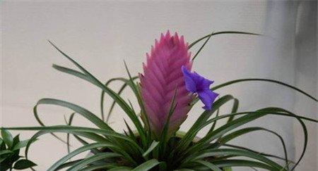 铁兰花