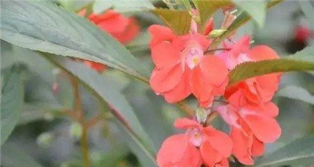 指甲花 指甲花
