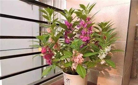 指甲花的作用 指甲花的作用