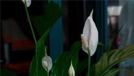 白掌