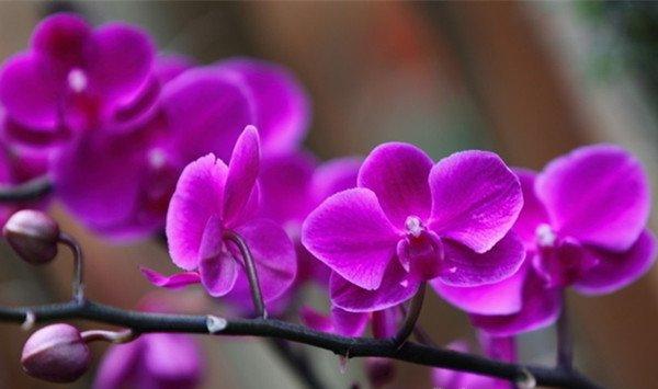 你因为北阳台而哭泣，她却种出一个绝美花园