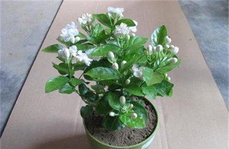 家庭养花的品种