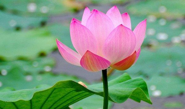 家庭养花什么品种最适合