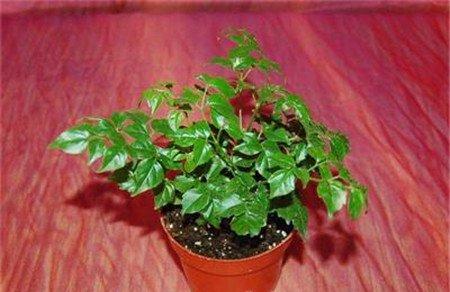 家庭养花什么品种最适合 