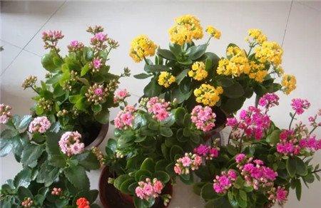 长寿花