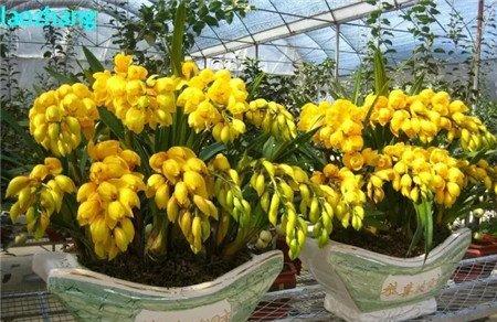 大花蕙兰