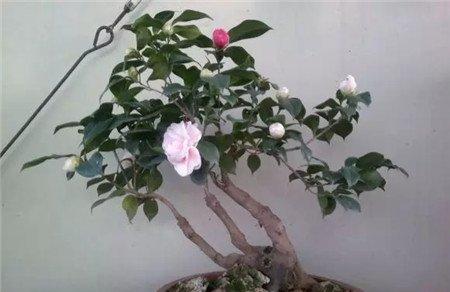茶花