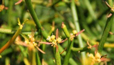 光棍树开花