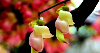 禾雀花