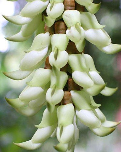 禾雀花