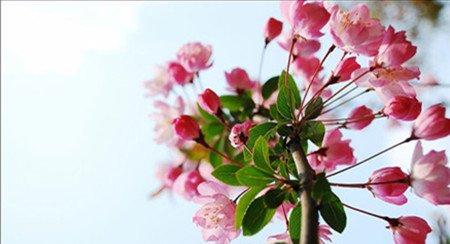 海棠花