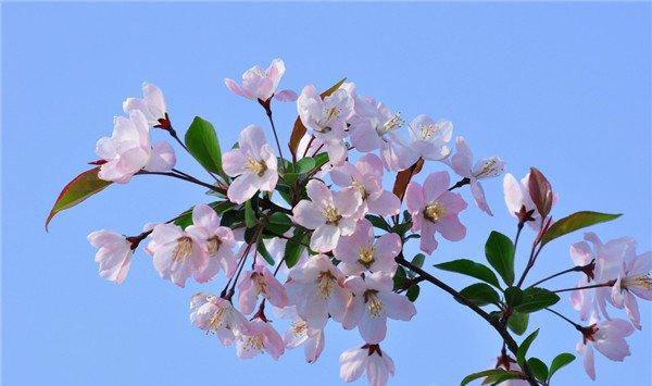 盆栽海棠花的养殖方法
