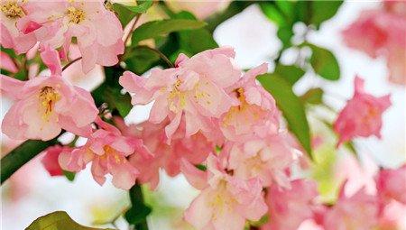海棠花