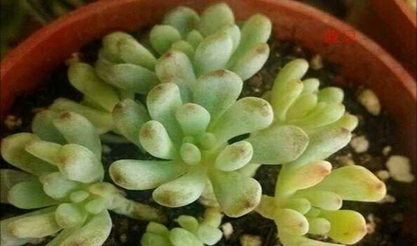 蓝豆、绿豆、赤豆、黑莓怎么区分