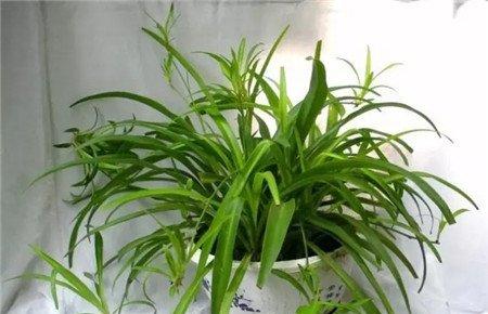 观叶植物