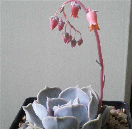 丽娜莲开花图片欣赏