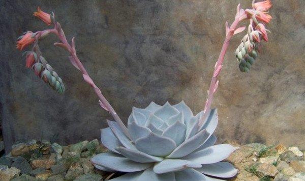 丽娜莲什么时候开花