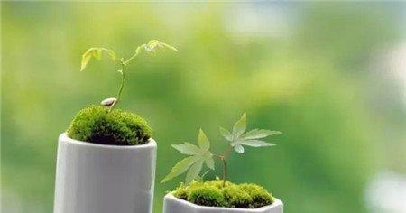 室内的花只能在室内养