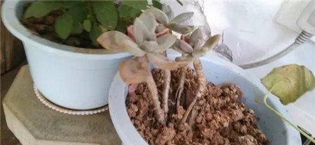 茶水养花 茶水养花