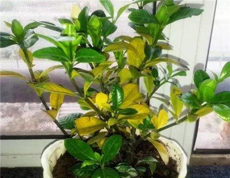 浇喝剩的茶水能补充营养 浇喝剩的茶水能补充营养