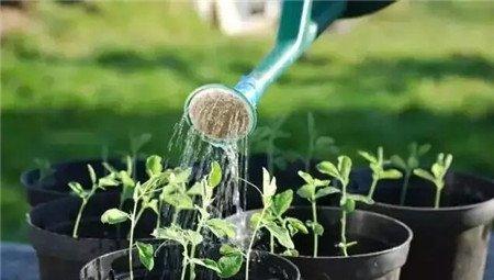 浇水打湿盆土表面即可 浇水打湿盆土表面即可