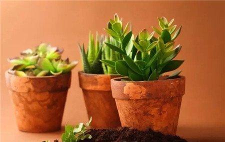 肥越多越好 肥越多越好