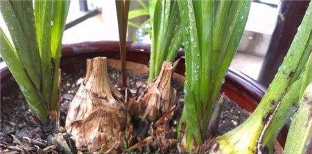 病弱植株需多施肥 病弱植株需多施肥